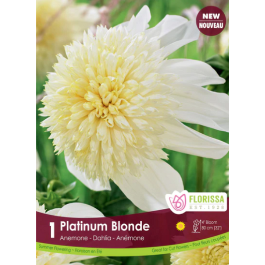 Dahlia Anemone Platinum Blonde 1/Pkg