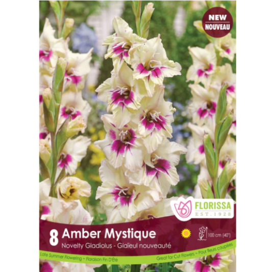 Bulbs Gladiolus Amber Mystique 8/Pkg.