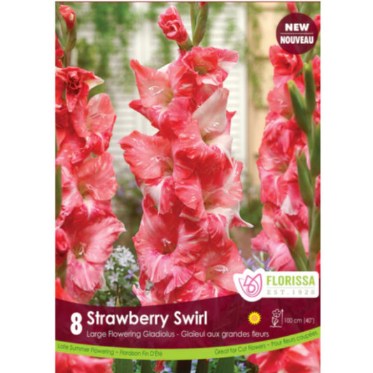 Bulbs Gladiolus Strawberry Swirl 8/Pkg.