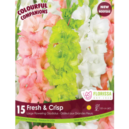 Gladiolus Colourful Companions Fresh and Crisp 15/Pkg