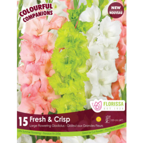 Gladiolus Colourful Companions Fresh and Crisp 15/Pkg