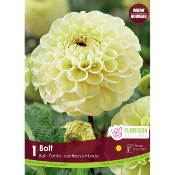 Bulbs Dahlia Ball Bolt 1/Pkg.