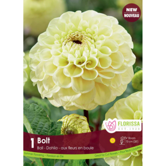 Dahlia Ball Bolt 1/Pkg