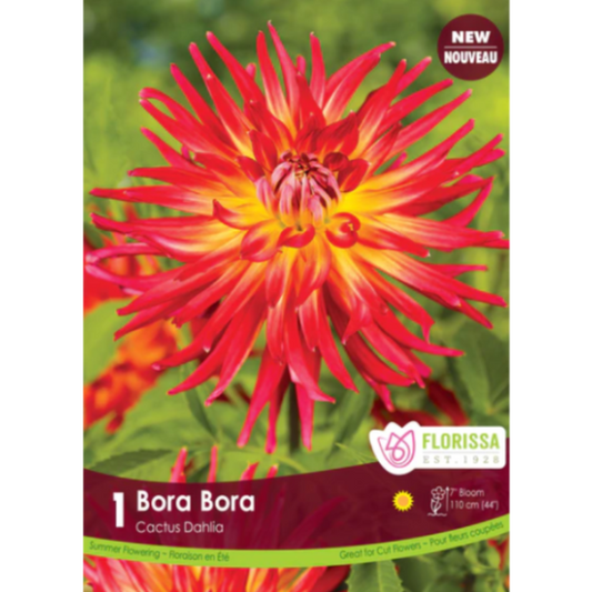 Bulbs Dahlia Cactus Bora Bora 1/Pkg.