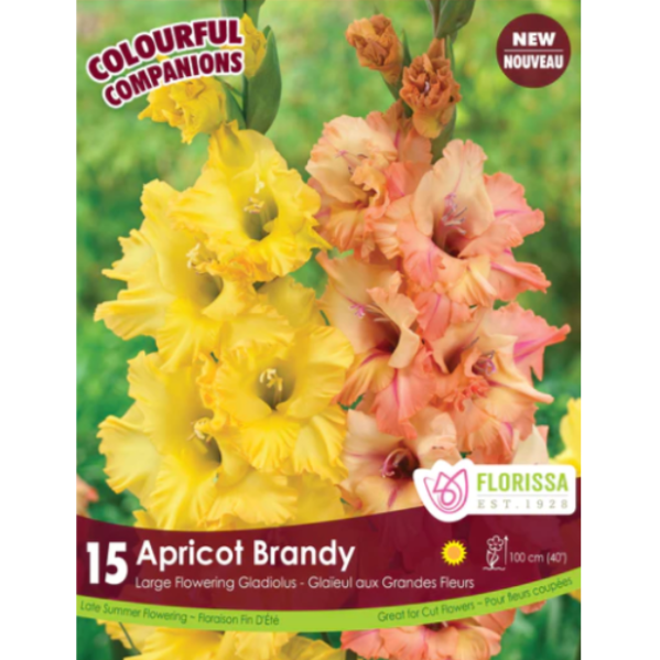 Bulbs Gladiolus Colourful Companions Apricot Brandy 15/Pkg.