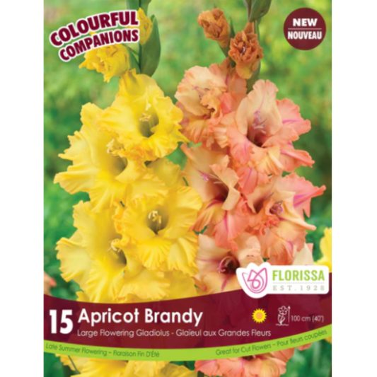 Bulbs Gladiolus Colourful Companions Apricot Brandy 15/Pkg.