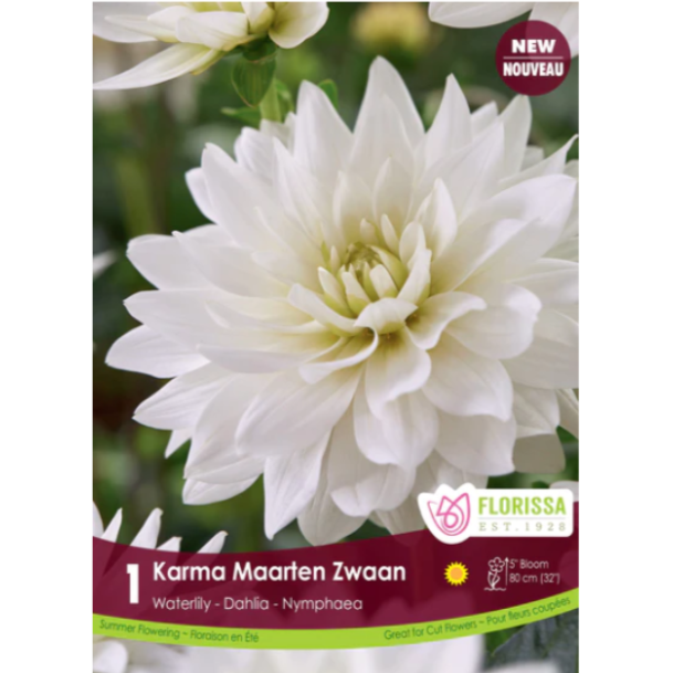 Bulbs Dahlia Waterlily Karma Maarten Zwaan 1/Pkg.