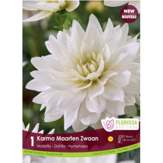 Bulbs Dahlia Waterlily Karma Maarten Zwaan 1/Pkg.