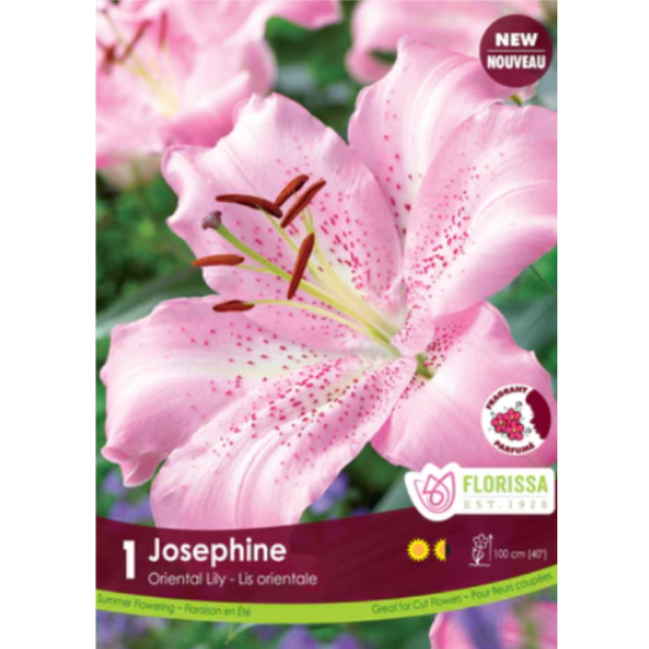 Lily Oriental Josephine 1/Pkg