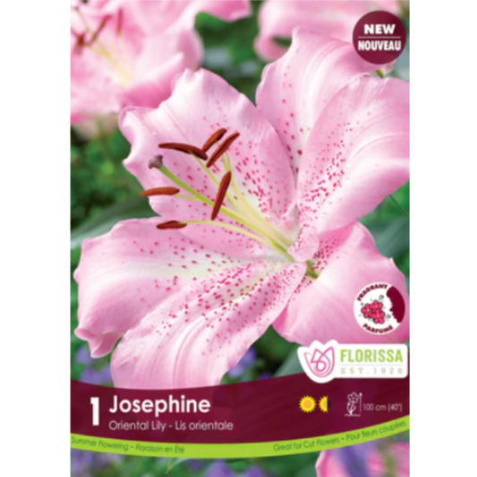 Lily Oriental Josephine 1/Pkg