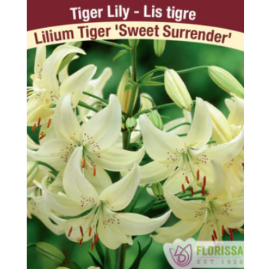Lily Tiger Sweet Surrender 1/Pkg