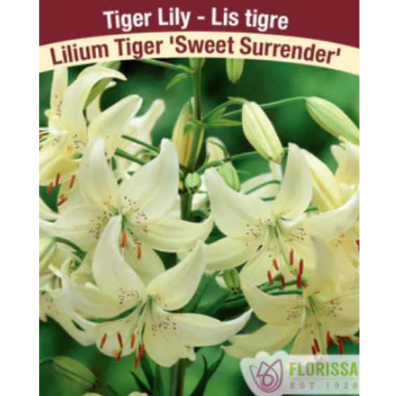 Lily Tiger Sweet Surrender 1/Pkg