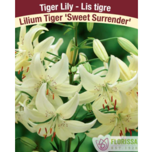 Bulbs Lily Tiger Sweet Surrender 1/Pkg.
