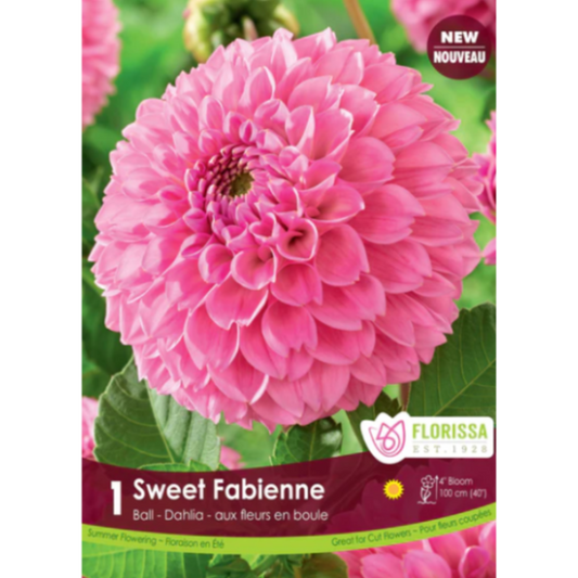 Bulbs Dahlia Ball Sweet Fabienne 1/Pkg.