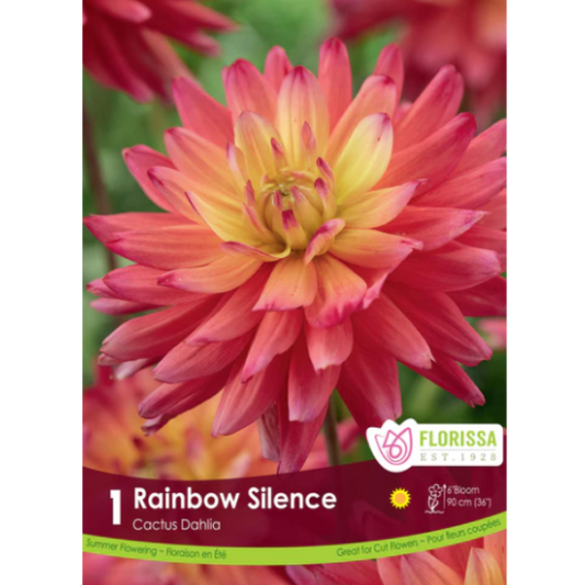 Bulbs Dahlia Cactus Rainbow Silence 1/Pkg.