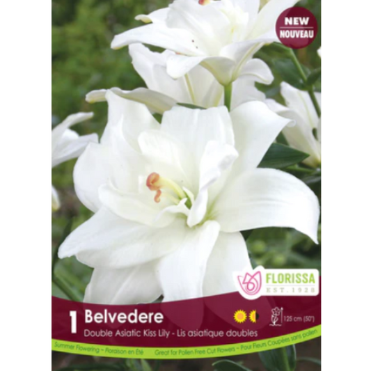 Lily Asiatic Belvedere 1/Pkg