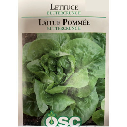 OSC Seeds Lettuce Buttercrunch Pkg