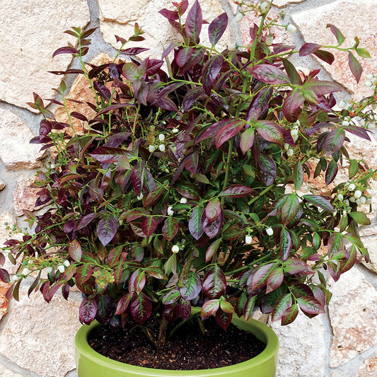 Half-Highbush Blueberry 'Cabernet Splash'