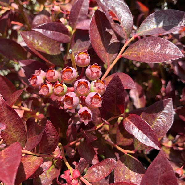 Half-Highbush Blueberry 'Cabernet Splash'