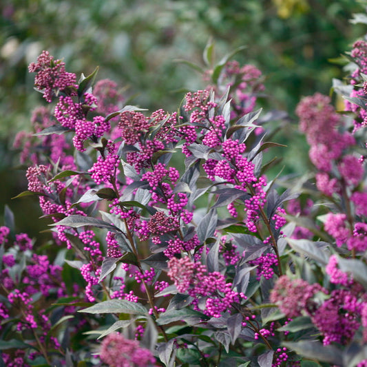 Beautyberry ‘Pearl Glam’