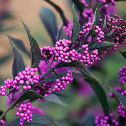 Beautyberry ‘Pearl Glam’
