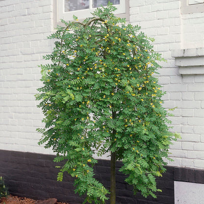Peashrub 'Weeping'
