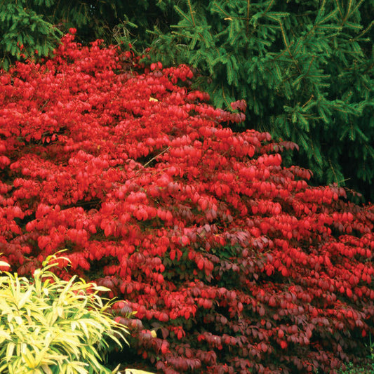 Burningbush 'Fire Ball®'