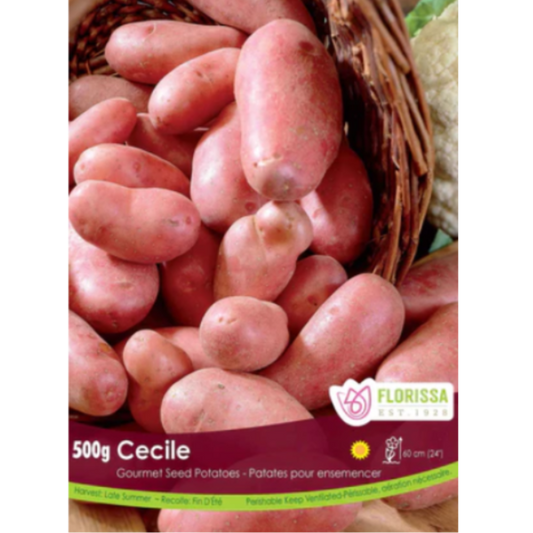 Seed Potatoes Cecile Redskin Fingerling 500g
