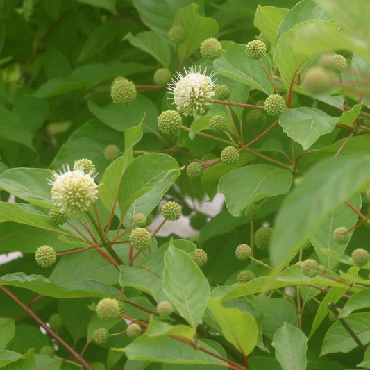 Buttonbush