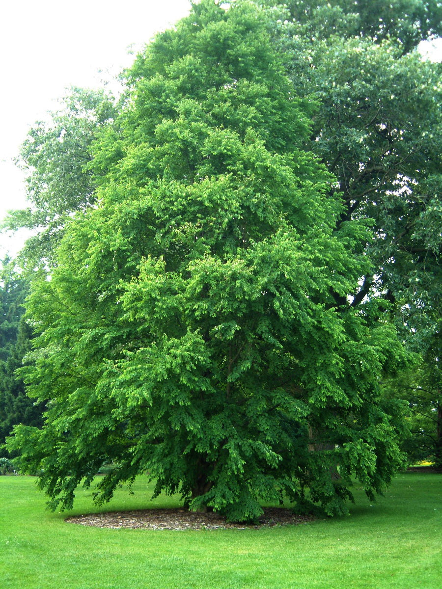 Katsura