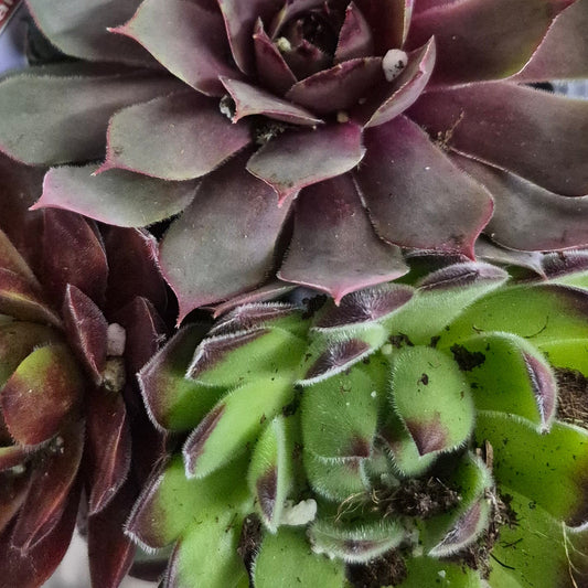 'Chick Charms' Hens & Chicks Assorted