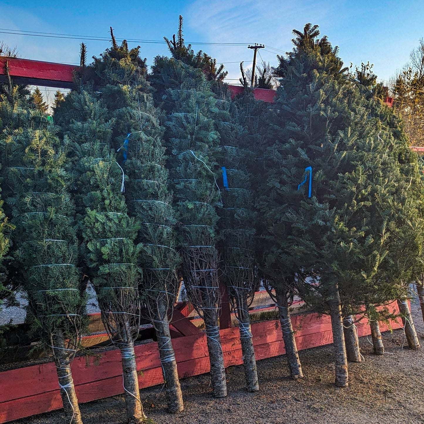 Fresh Cut Christmas Tree