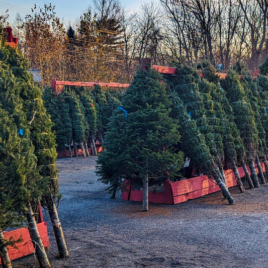 Fresh Cut Christmas Tree