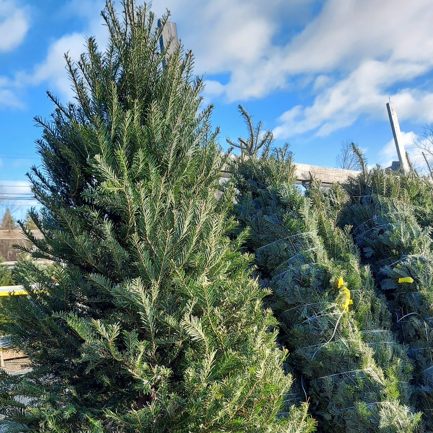 Fresh Cut Christmas Tree