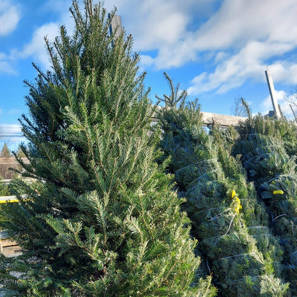 Fresh Cut Christmas Tree