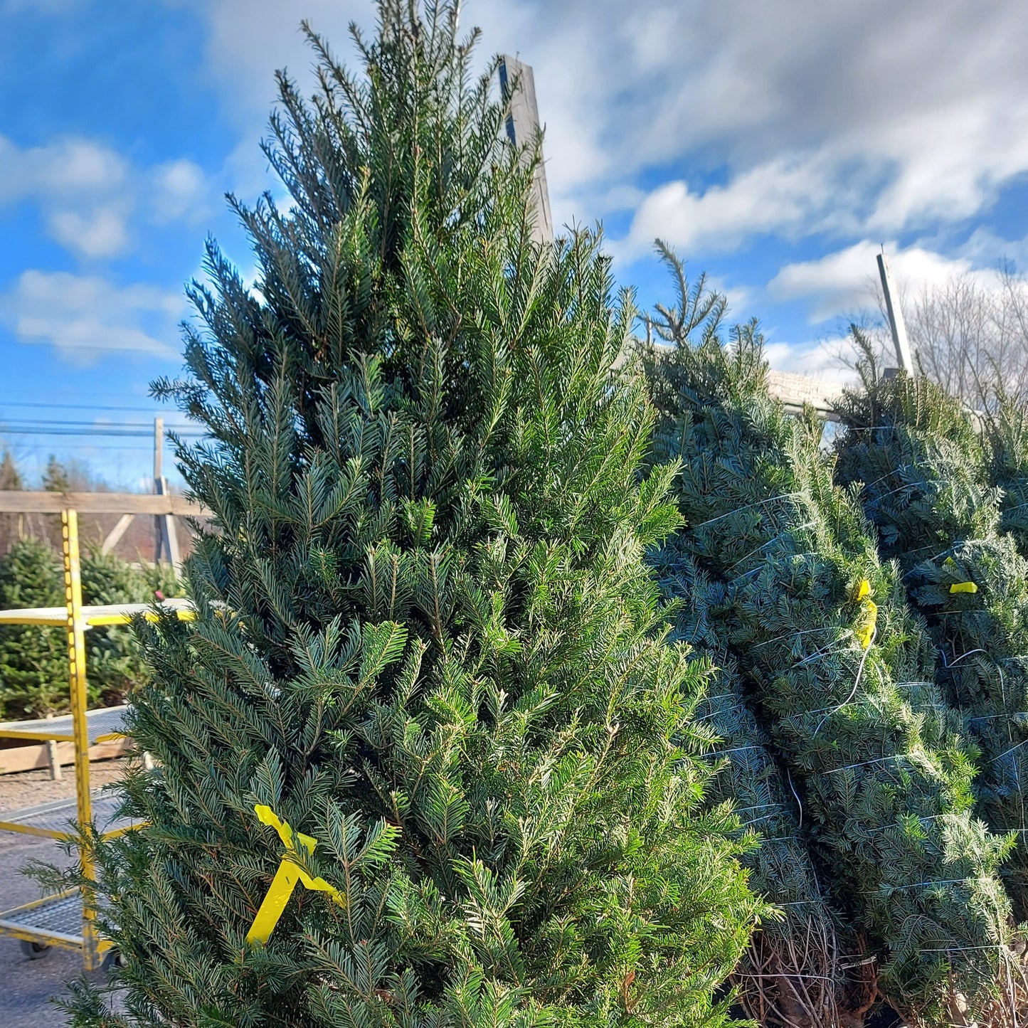 Fresh Cut Christmas Tree