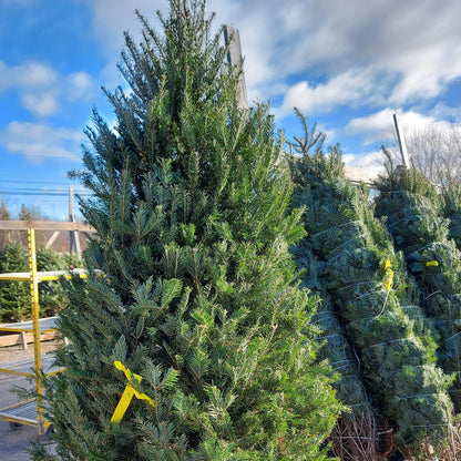 Fresh Cut Christmas Tree