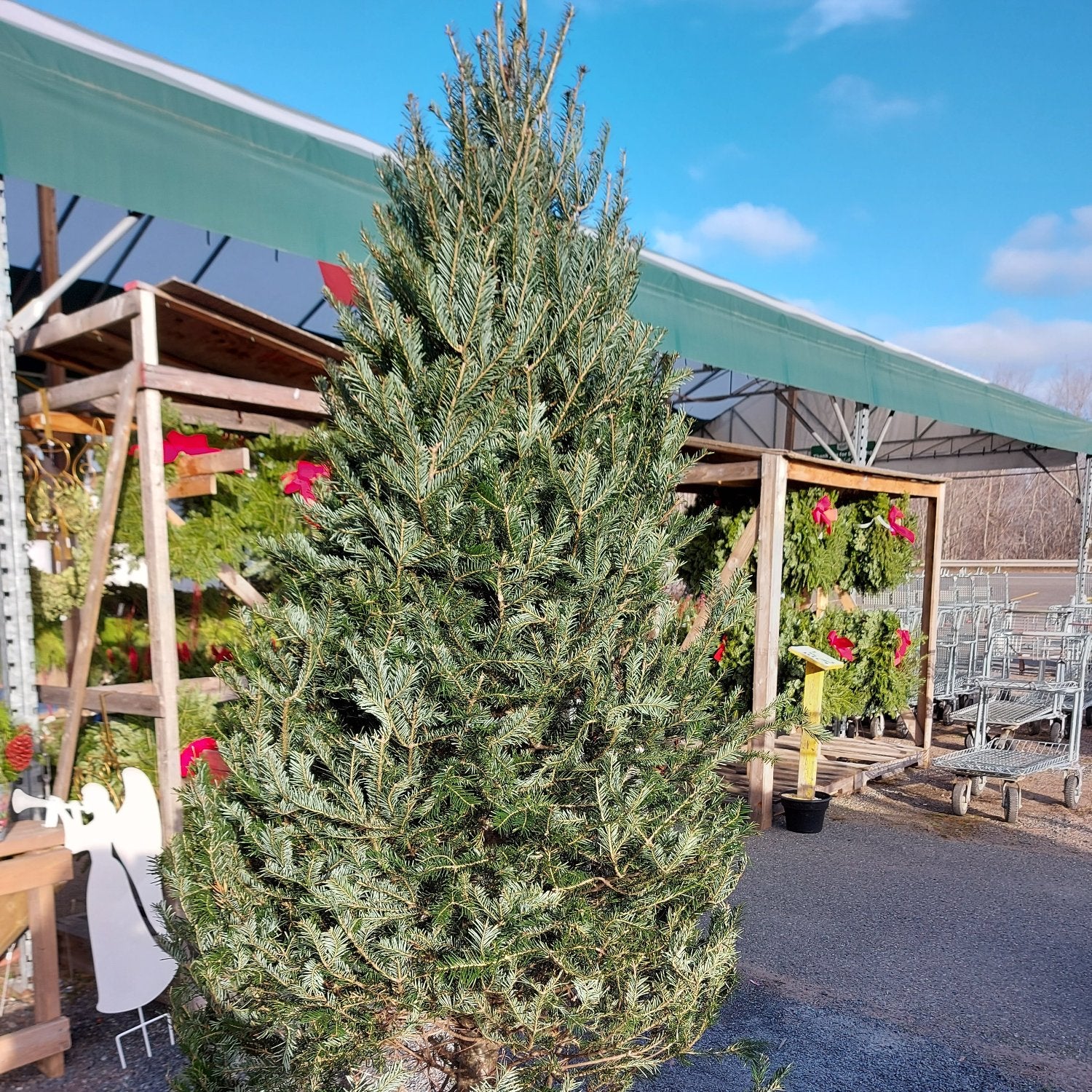 Fresh Cut Christmas Tree