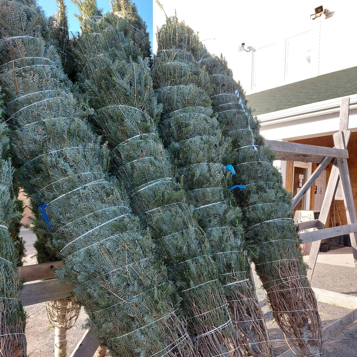 Fresh Cut Christmas Tree