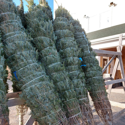 Fresh Cut Christmas Tree