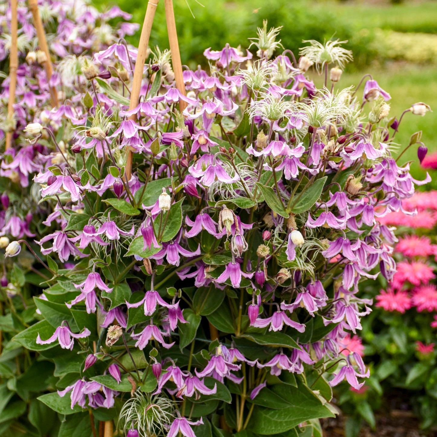 Clematis 'Stand By Me'