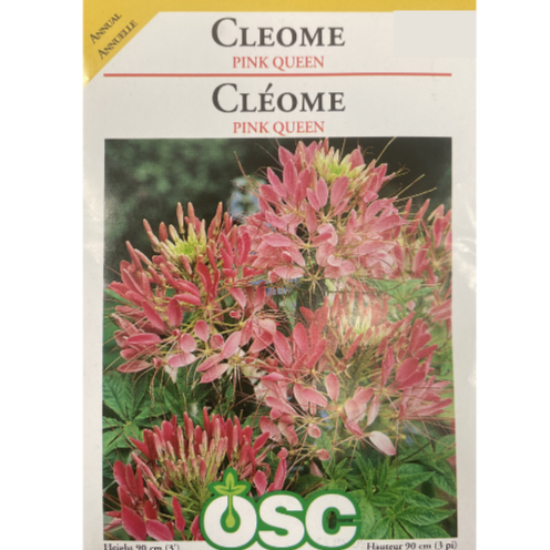 OSC Seeds Cleome Pink Queen