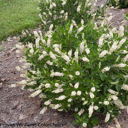 Summersweet ‘Vanilla Spice’