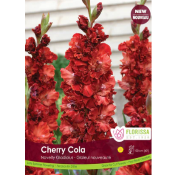 Gladiolus Cherry Cola 8/pkg
