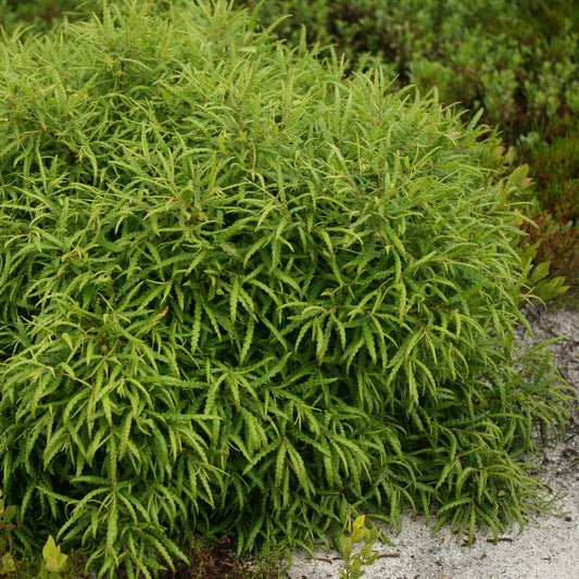 Sweet Fern
