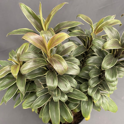 Cordyline Andrea 10" Pot