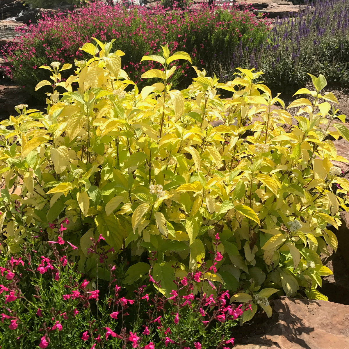 Dogwood 'Neon Burst'