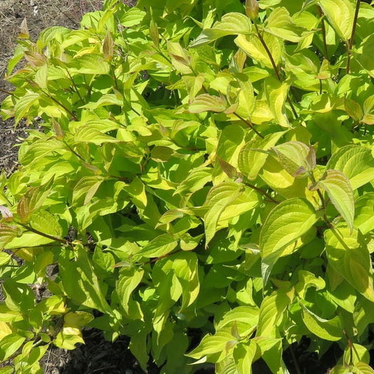 Dogwood 'Neon Burst'