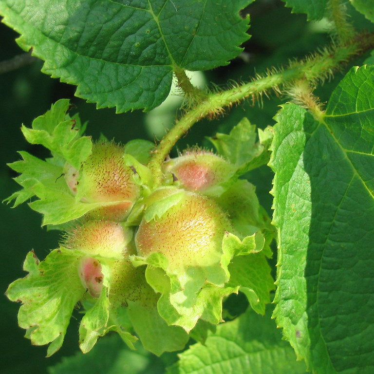 Hazelnut 'American'