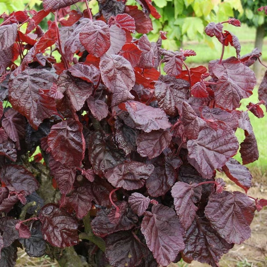 Hazel 'Red Majestic'
